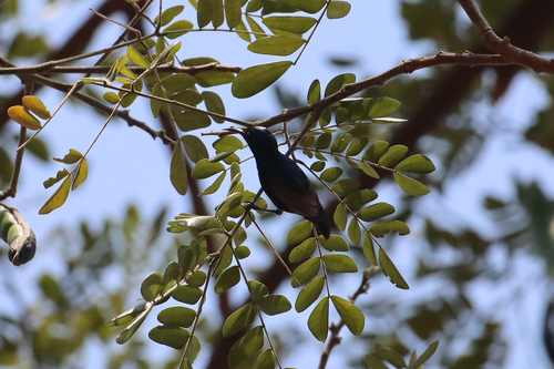 Purple Sunbird