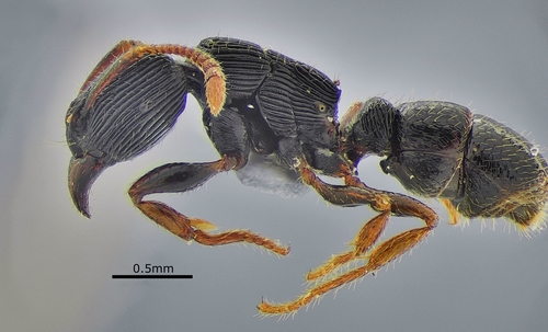 Typhlomyrmex lavraTyphlomyrmex lavra