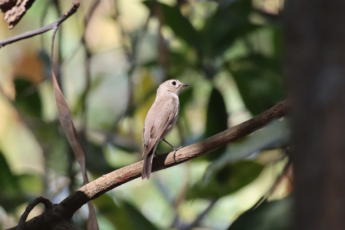 Taiga Flycatcher