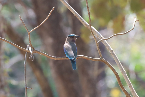 Indochinese Roller