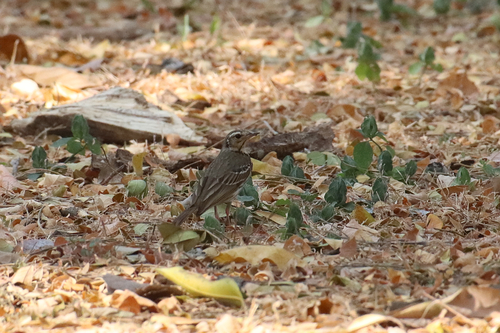 Olive-backed Pipit