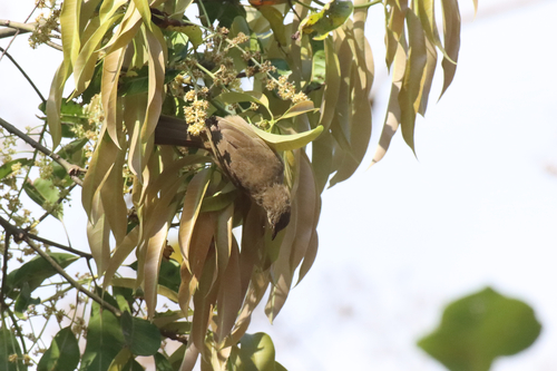 Streak-eared Bulbul