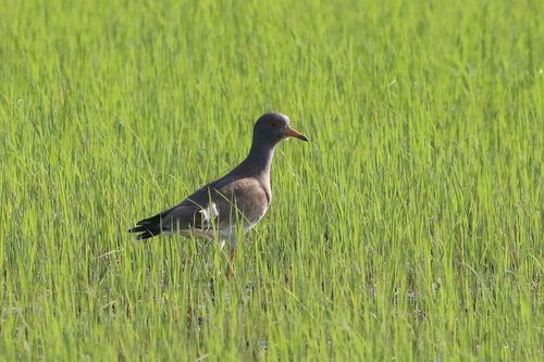 Grey-headed Lapwing