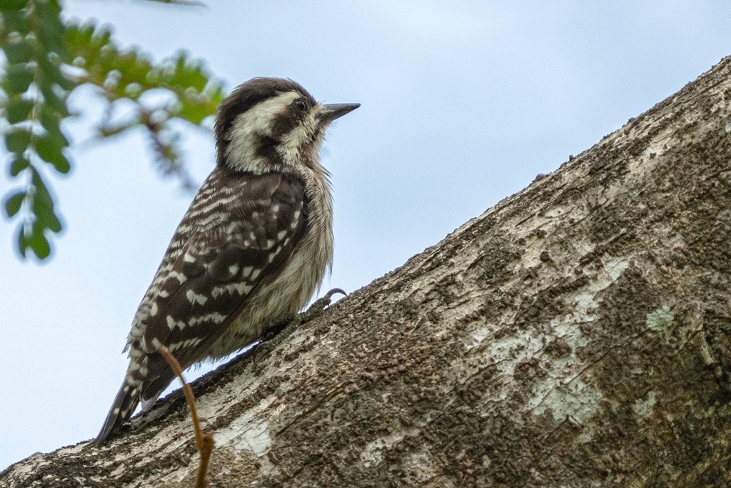 Sunda Pygmy Woodpecker photo