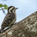 Sunda Pygmy Woodpecker - Photo (c) Jen Wei, all rights reserved, uploaded by Jen Wei