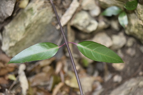 Gardneria nutans