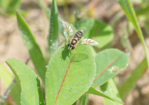 Unknown species found near Val Verde, CA 91384, USA