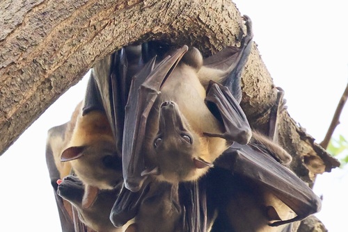Straw-coloured Fruit Bat