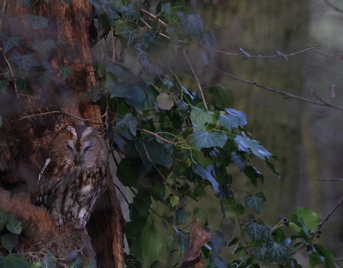 View observation of {o.common_name} on iNaturalist