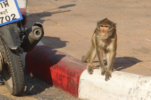 Long-tailed Macaque