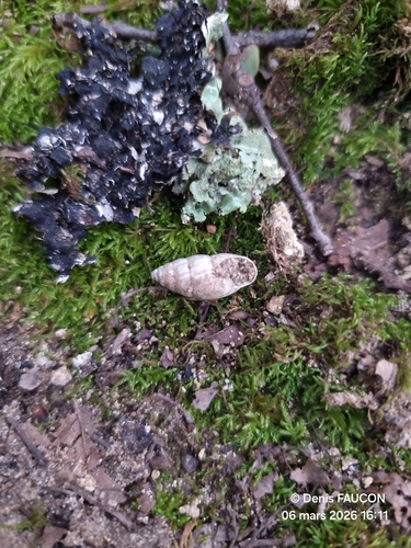 Zebrina detrita