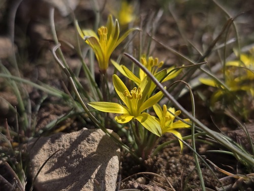 Early Star-of-Bethlehem