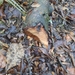 American Beaver from Edgmont Township, PA, USA on March 05, 2026 at 12:07 PM by Eli