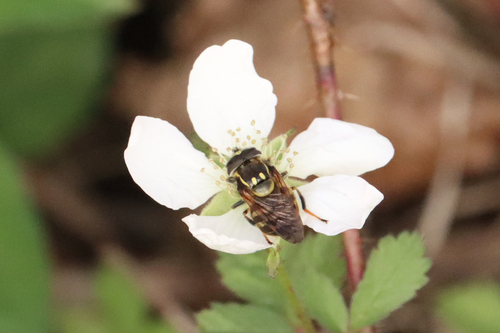 Unknown species found near Tallahassee, FL, USA