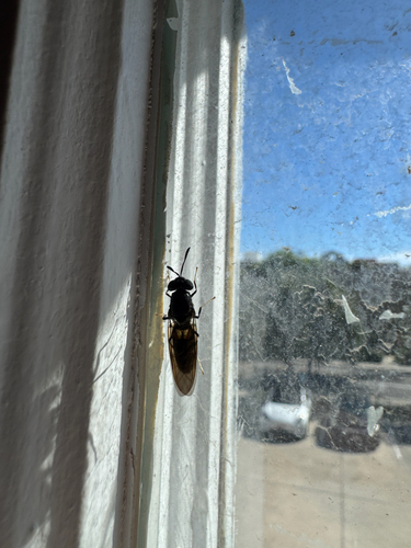 Unknown species found near N Birch St, Santa Ana, CA, US