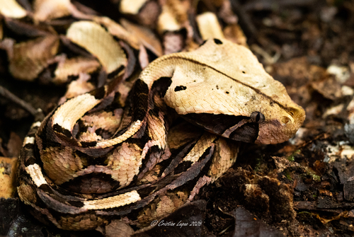 Gaboon Viper