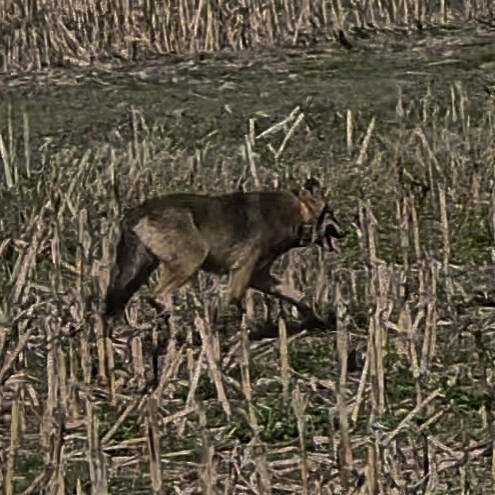 Red Wolf observed by ryant1