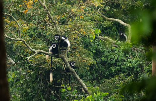 Mantled Guereza