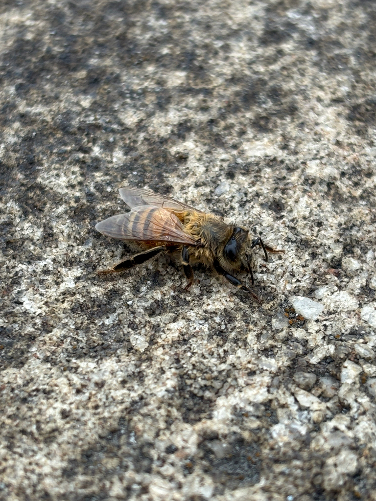 Western Honey Bee from Rock Creek and Potomac Pkwy NW, Washington, DC ...