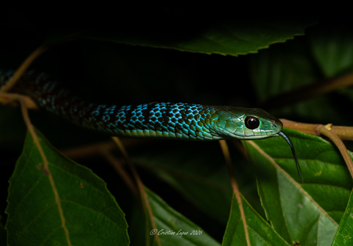 Hughes' Green Snake