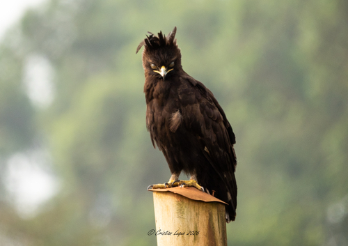 Long-crested Eagle