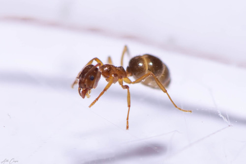 Lasiophanes strenuaLasiophanes strenua