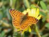 Cytheris Fritillary - Photo (c) Wendy Feltham, all rights reserved, uploaded by Wendy Feltham