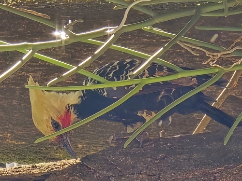 Blond-crested Woodpecker