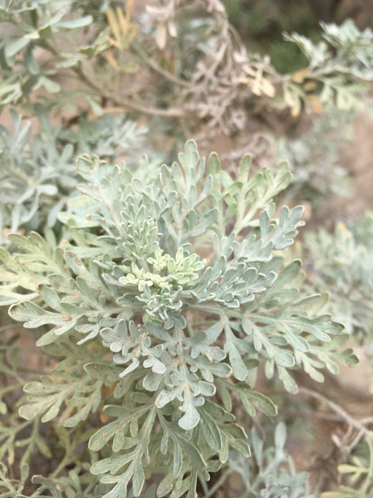 Artemisia thuscula (Canary Island wormwood)