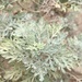 Canary Island Wormwood - Photo (c) Denis Egorov, all rights reserved, uploaded by Denis Egorov