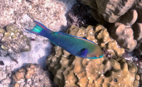 Scarus prasiognathos