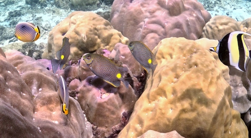 Siganus guttatus