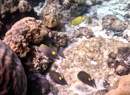 Siganus corallinus