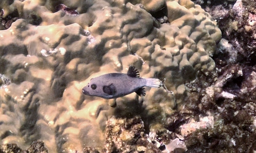 Arothron nigropunctatus