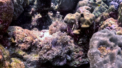 Amphiprion akallopisos