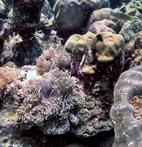 Dascyllus trimaculatus
