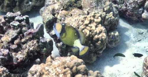 Balistoides viridescens