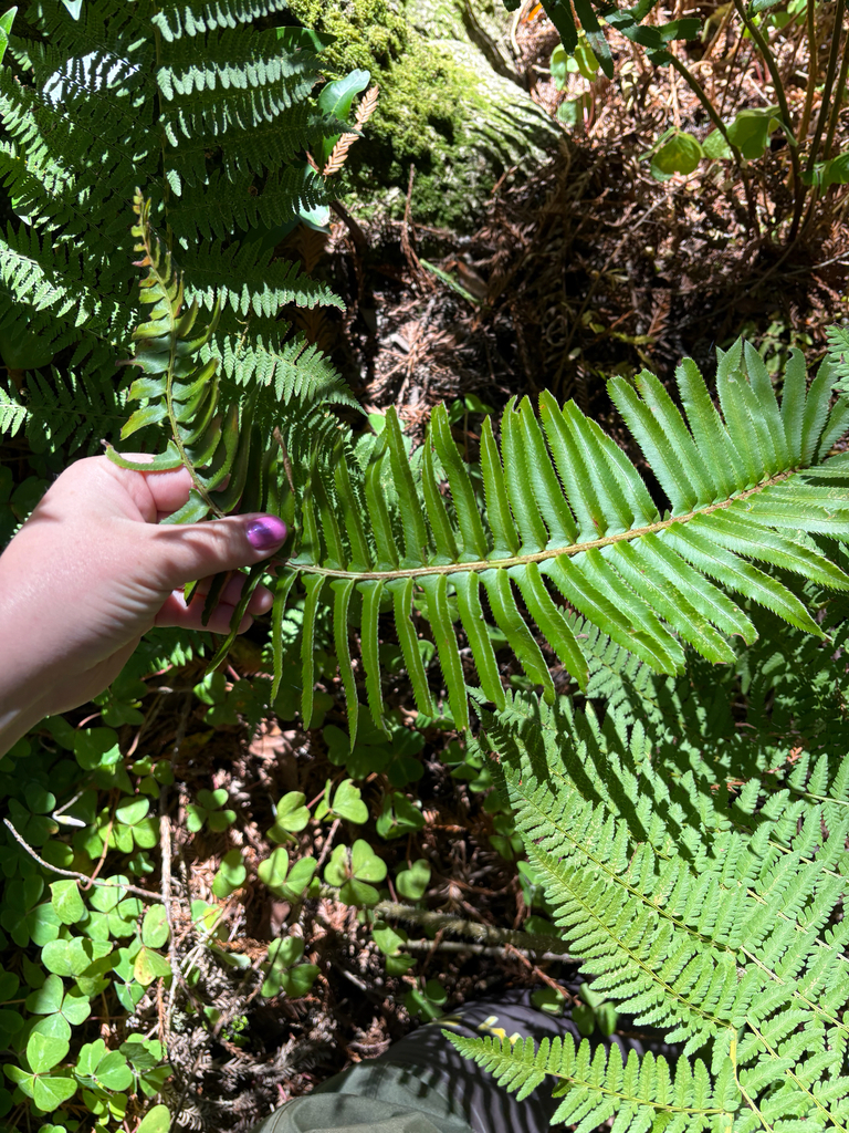 western sword fern from Carmel, CA, US on March 06, 2026 at 12:12 PM by ...