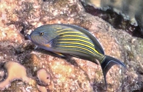 Acanthurus lineatus