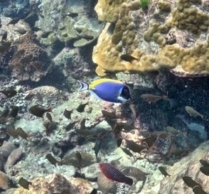 Acanthurus leucosternon