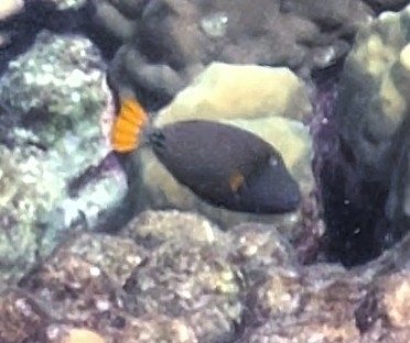 Balistapus undulatus