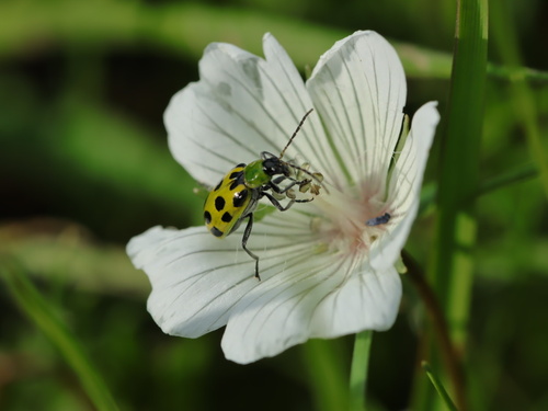 iNaturalist observation photo of Spotted Cucumber Beetle