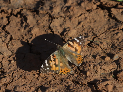iNaturalist observation photo of Painted Lady