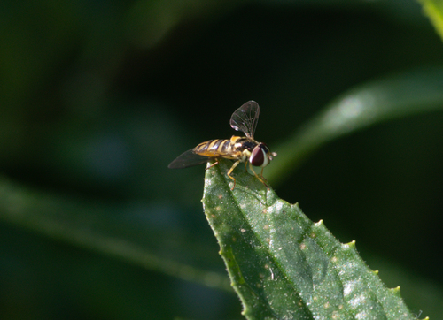 Unknown species found near Griffith Park, CA, USA