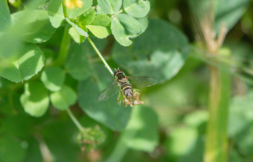 Unknown species found near Griffith Park, CA, USA