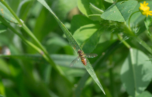 Unknown species found near Griffith Park, CA, USA