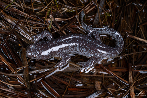 Anji Salamander