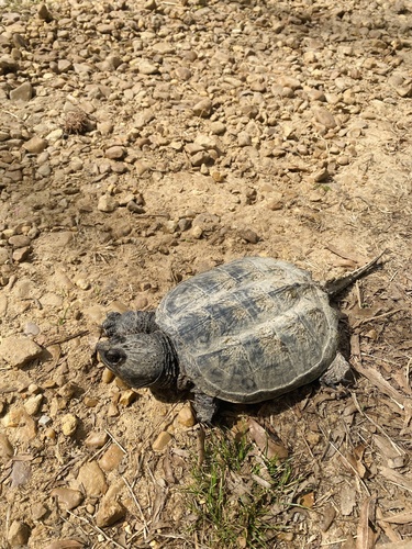 Common Snapping Turtle