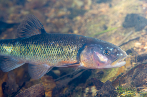Creek Chub