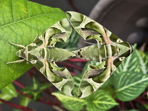 Oleander Hawkmoth